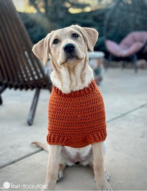 Raglan Dog Sweater from Ashlea of Heart Hook Home